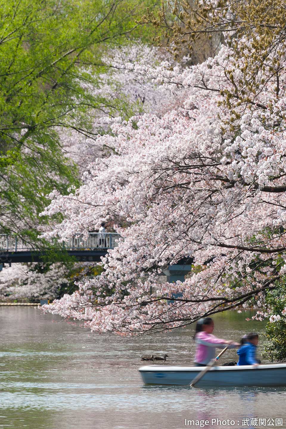 Image Photo : 武蔵関公園